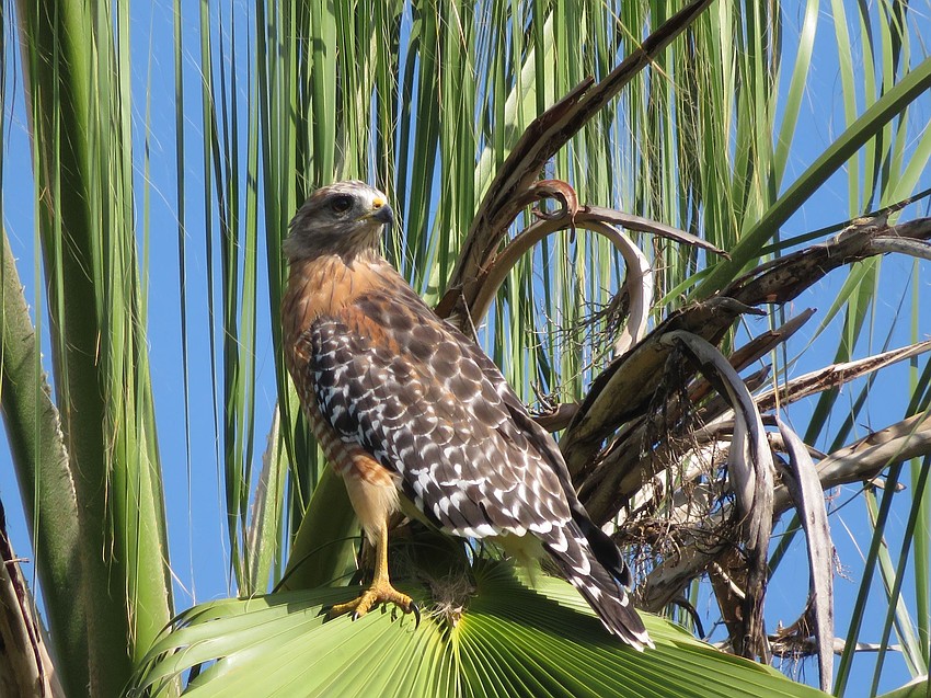 Doug McClure captured this red shoulder hawk in a palm tree near Lakewood Ranch Country Club.