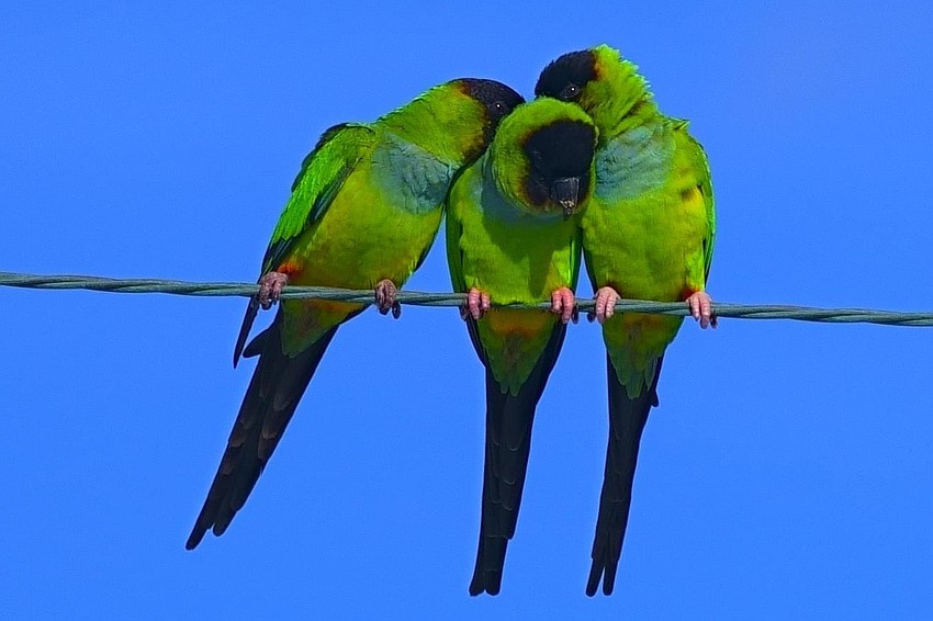 ill Trombetta took this photo of a group of nanday parakeets on Longboat Key.