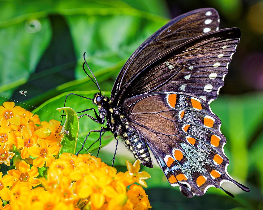 Wade Thomas took this photo of the black swallowtail at Selby Gardens.
