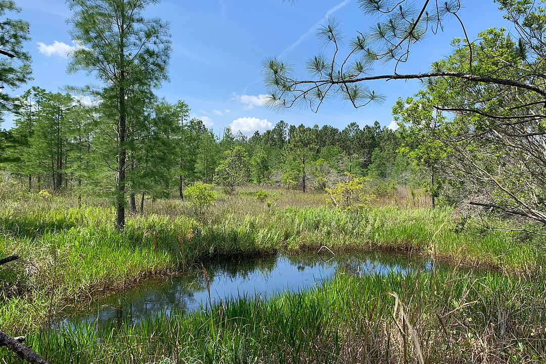 Flagler County to close on 3,800 acres in largest environmentally sensitive lands purchase