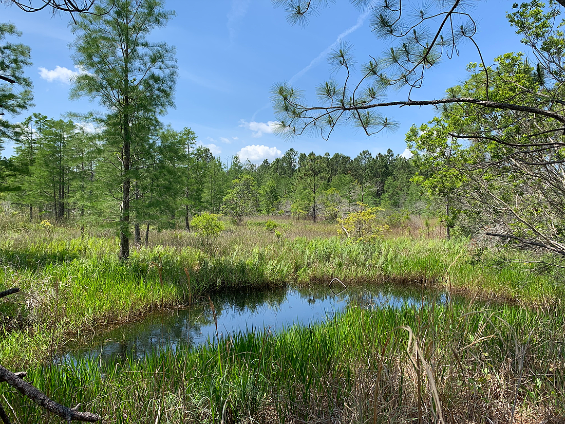 The 3,800 acres in central Flagler are slated to become the Big Cypress Swamp Nature Preserve. Courtesy photo
