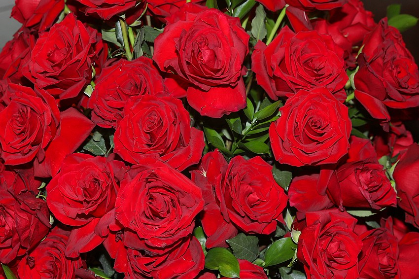 Over 3,000 roses were included in the Sarasota Opera's Centennial Celebration held at Selby Gardens on April 11.