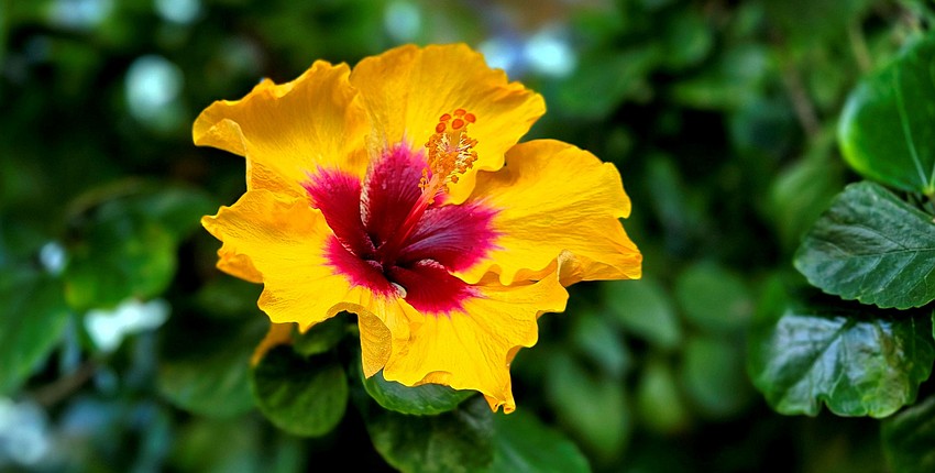 Gordon Silver took this photo of a hibiscus flower showing off its colors in Del Webb.