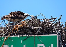 An osprey parent feeds one of the recently hatched chicks on a signpost at the intersection of Gulf of Mexico Drive and Longboat Club Road.