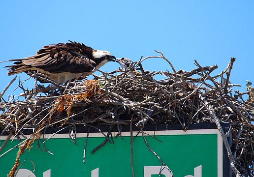 An osprey parent feeds one of the recently hatched chicks on a signpost at the intersection of Gulf of Mexico Drive and Longboat Club Road.
