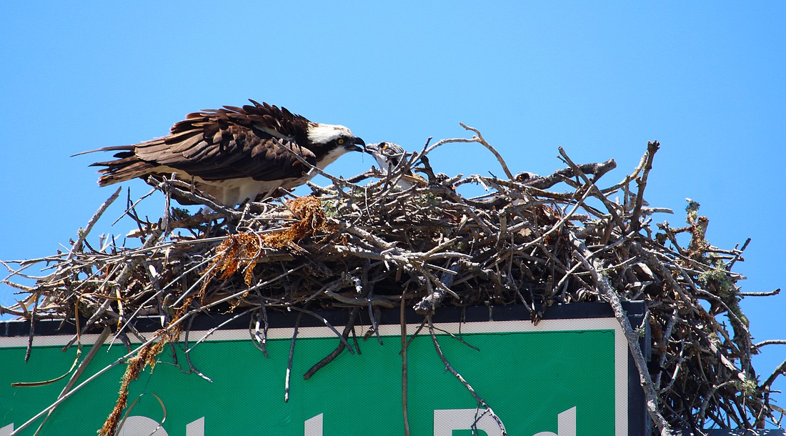 An osprey parent feeds one of the recently hatched chicks on a signpost at the intersection of Gulf of Mexico Drive and Longboat Club Road.