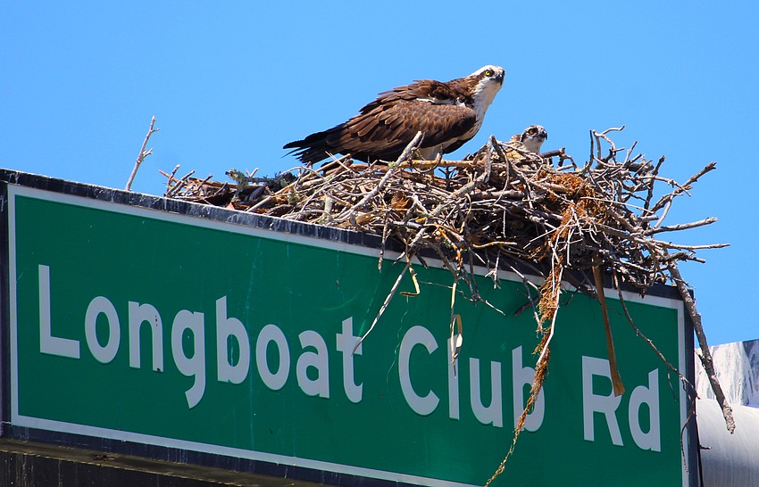 Parent and chick look out over the busy motorway on April 12. Parent and chick look out over the busy motorway on April 12.