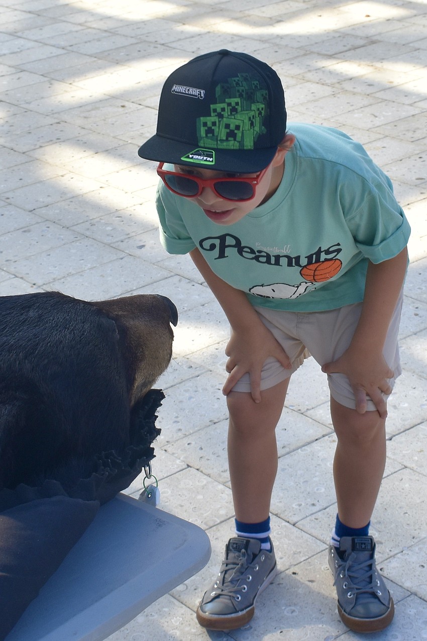 Noah Martinez, 7, looks at a bear taxidermy by the Big Waters Land Trust table.