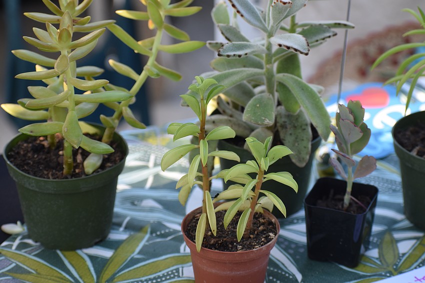 Plants are set out on display by Sarasota Garden Club.