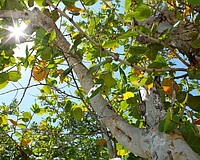 Longboat Key officials are taking an in-depth look at tree regulations on the island, bearing in mind the effects of the 2024 hurricanes.