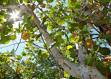 Longboat Key officials are taking an in-depth look at tree regulations on the island, bearing in mind the effects of the 2024 hurricanes.