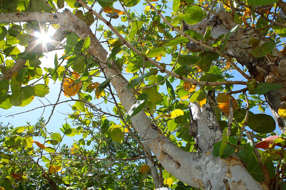 Longboat Key officials are taking an in-depth look at tree regulations on the island, bearing in mind the effects of the 2024 hurricanes.