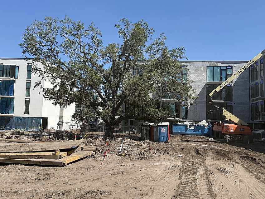 This grand tree that once provided shade to the old Bath + Racquet Club parking lot has been preserved.