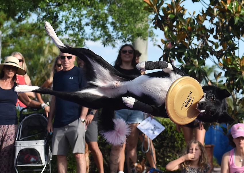Static, a 5-year-old Border collie, catches a frisbee midair during the Puppy Pals Live Show at Woofstock on Lakewood Main Street.