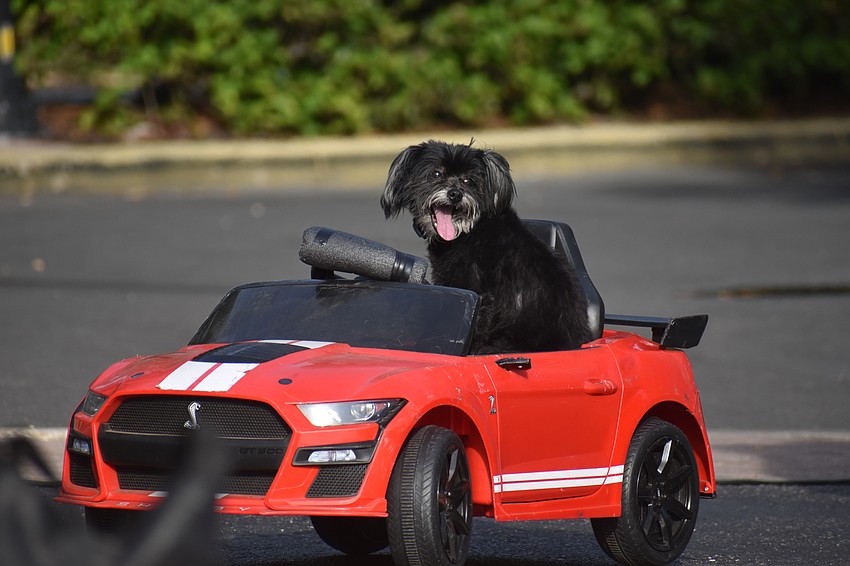 Yonelle Otero's personal dog Cody kicks off the Puppy Pals Live show riding in style.