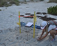 Terri Driver is a long-time volunteer with Longboat Key Turtle Watch, seen here caring for a nest in 2016.