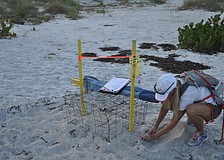 Terri Driver is a long-time volunteer with Longboat Key Turtle Watch, seen here caring for a nest in 2016.