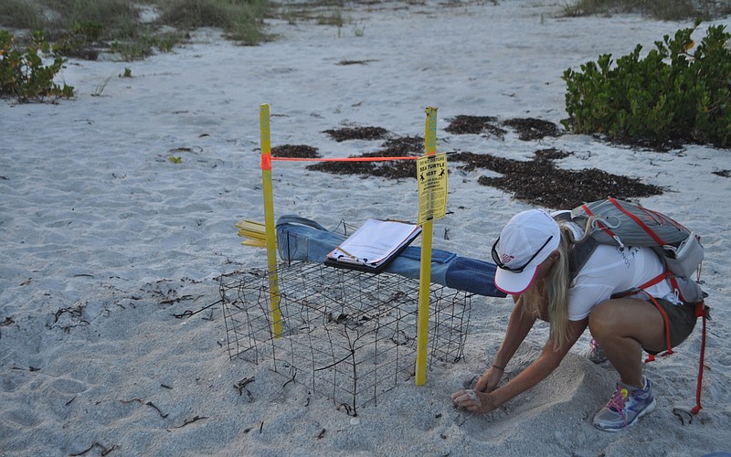 Terri Driver is a long-time volunteer with Longboat Key Turtle Watch, seen here caring for a nest in 2016.