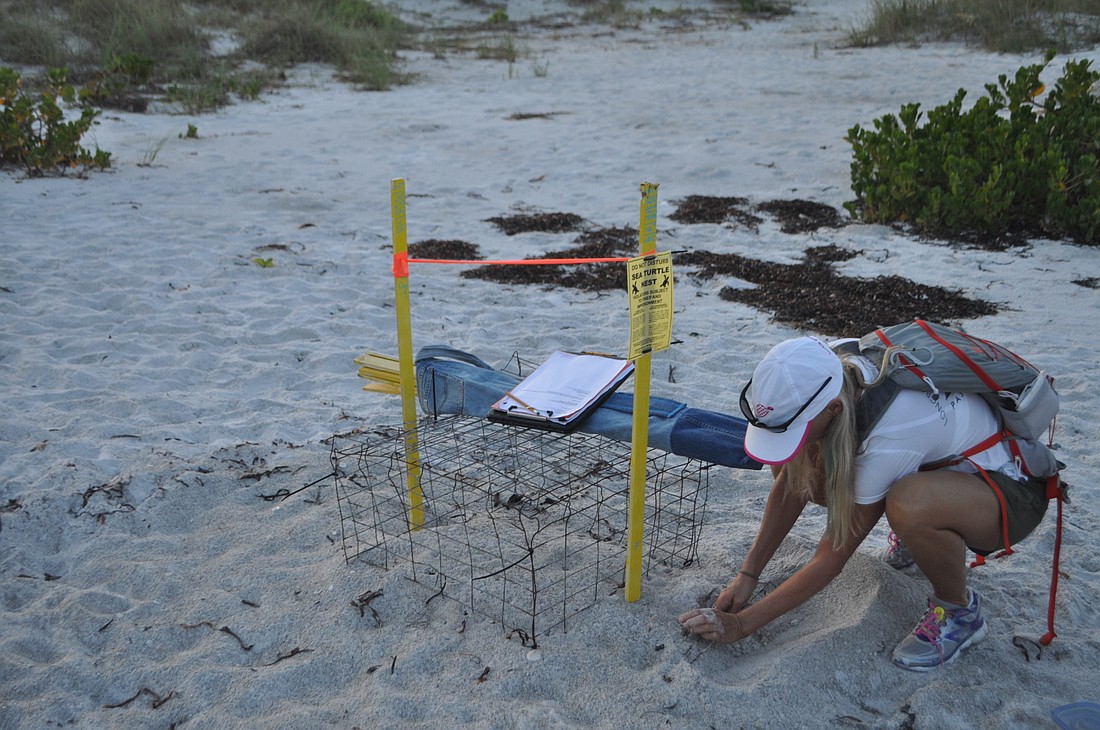 Terri Driver is a long-time volunteer with Longboat Key Turtle Watch, seen here caring for a nest in 2016.