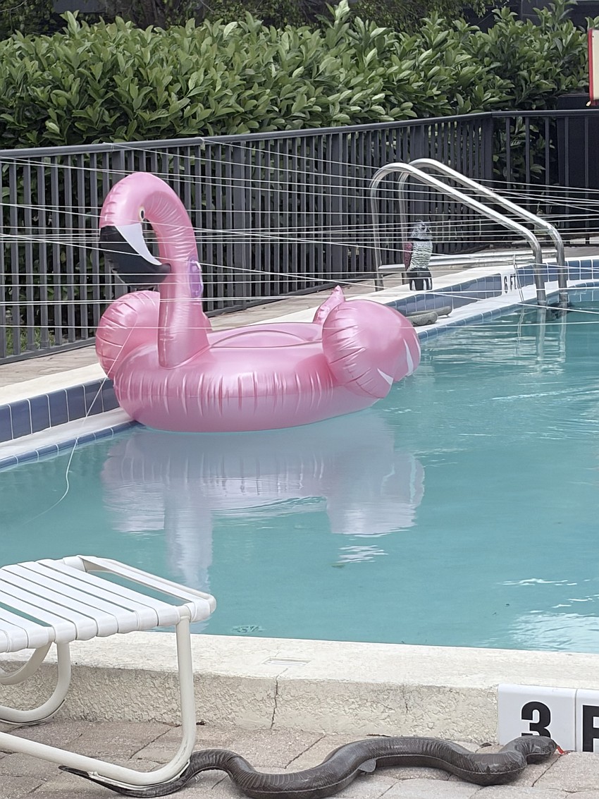 The strings finally deter the ducks from flying into the pool, but they were strung so low that they deterred the people, too.