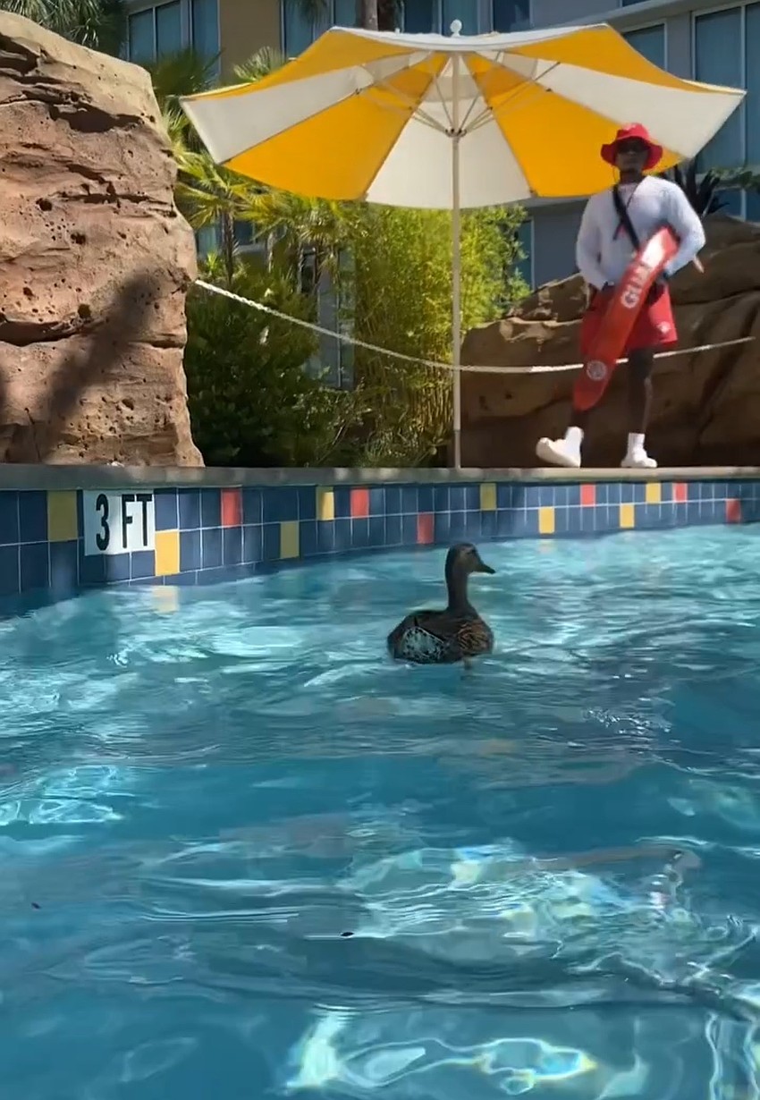 A duck floats around the lazy river at Universal's Cabana Bay Beach Resort.