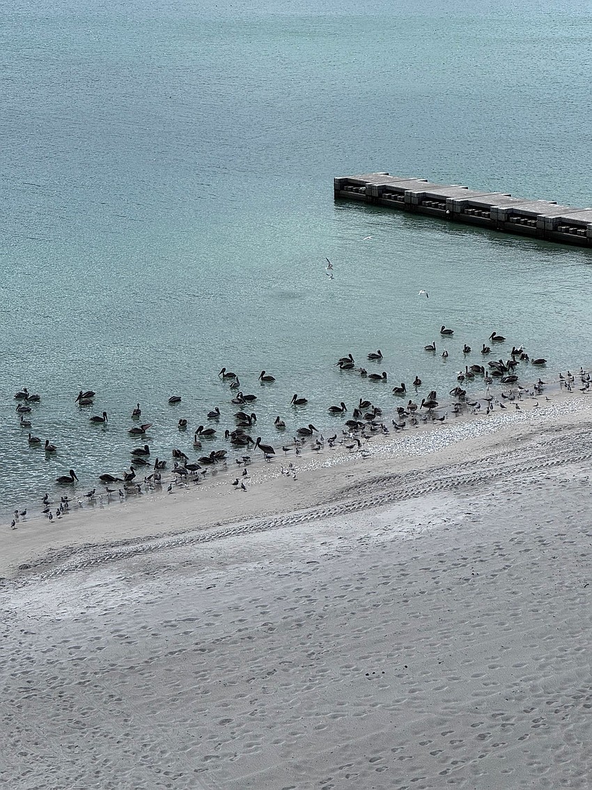Donna Jablonski captured this photo of a group of sea birds lining the shoreline on Longboat Key.
