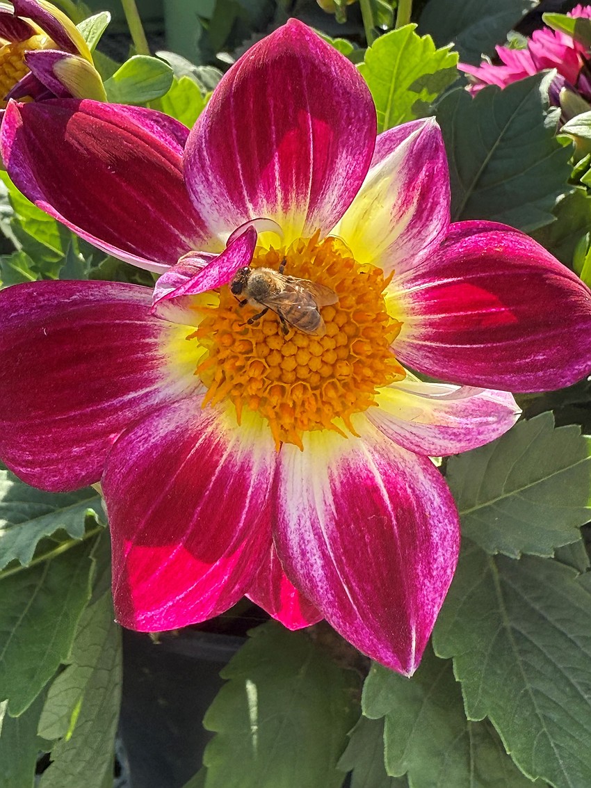 Becky Edwards took this photo of a bee on a flower in bloom in Sarasota.