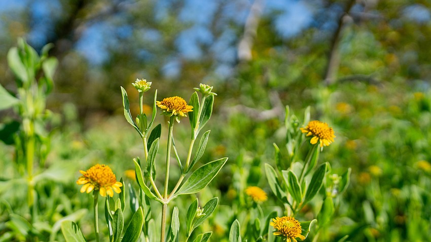 Sea Ox-eye Daisy is one of many native plants that can be seen at Joan M. Durante Park in Longboat Key.