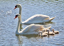 Swan parents Donald and Lydia shepherd their six cyglets, pictured only about 72 hours after hatching.