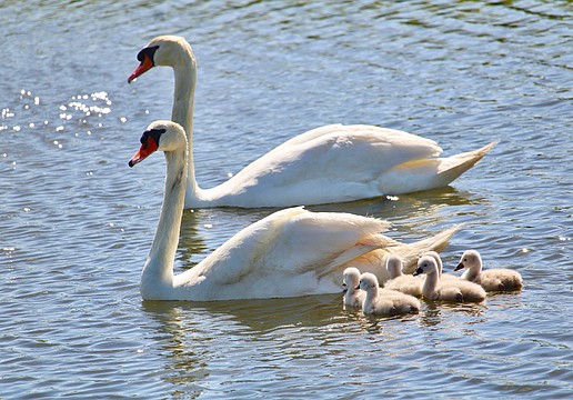 Swan parents Donald and Lydia shepherd their six cyglets, pictured only about 72 hours after hatching.