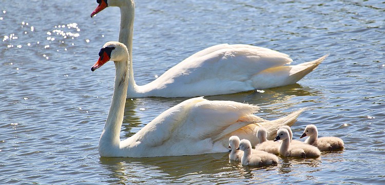 Swan parents Donald and Lydia shepherd their six cygnets, pictured only about 72 hours after hatching.