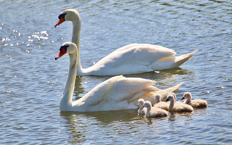 Swan parents Donald and Lydia shepherd their six cyglets, pictured only about 72 hours after hatching.