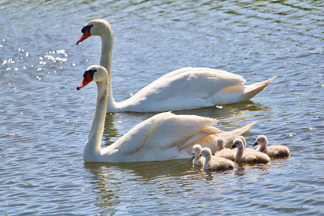 Swan parents Donald and Lydia shepherd their six cyglets, pictured only about 72 hours after hatching.