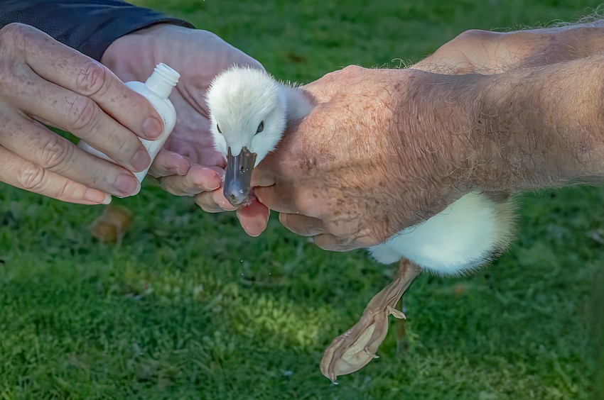 Caretakers give the new cygnets a check-up examination.
