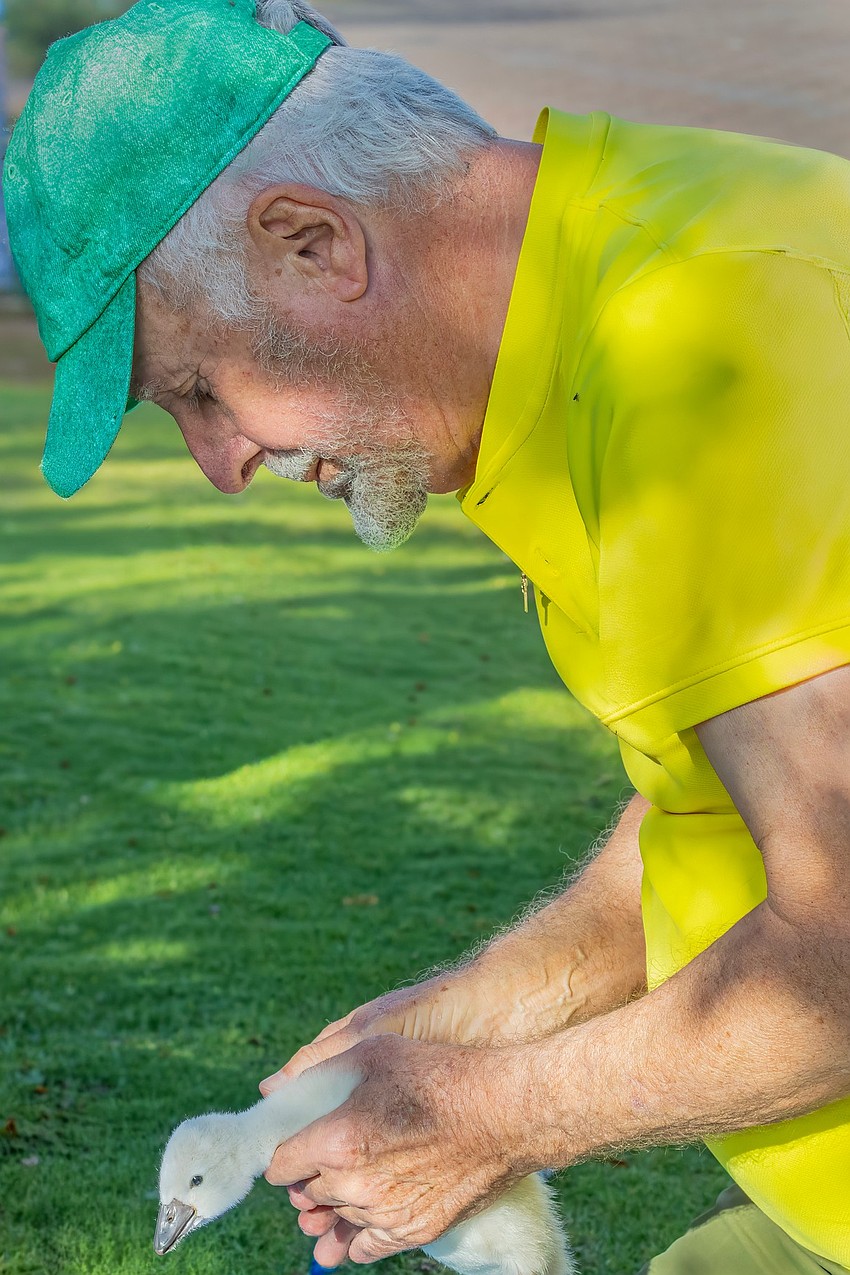 David Novak gives a newborn cygnet a physical exam on April 22.