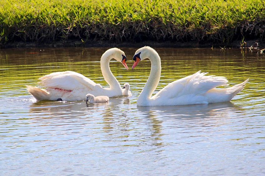 Swans Donald and Lydia welcome new cygnets to the world this week.