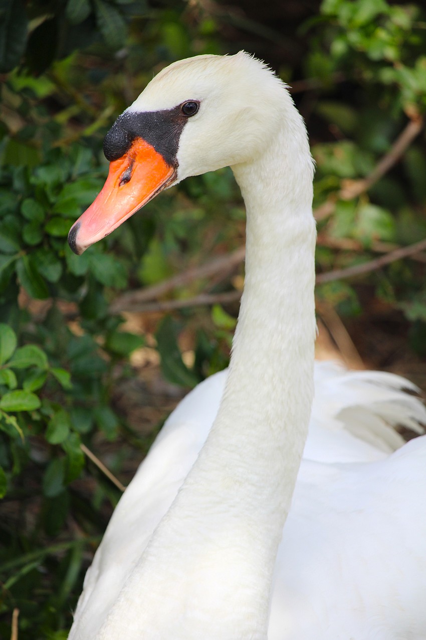 Andi, paired with Frank, also made a nest and laid eggs this year on Longboat Key.
