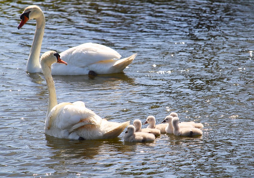 Donald and Lydia's clutch included six healthy hatchlings.