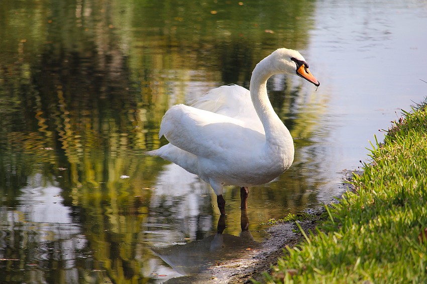 The population of swans near Bay Isles Parkway includes one bachelor still awaiting his mate.