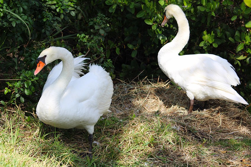 Andi and Frank, one of Longboat Key's other pairs of swans, appear to have an empty nest this season.