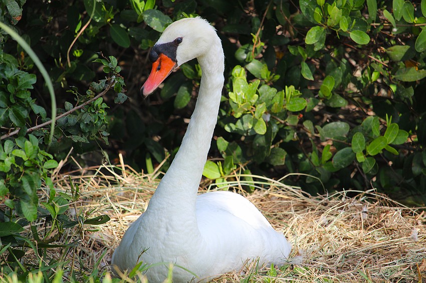 Swans will typically pair up at the beginning of the year, see their eggs hatch in the spring, and send the adolescents out of the nest in November.