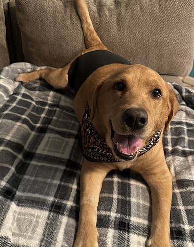 "Tucker" Wearing his belly band after his surgery site had a temporary issue. He's 100% now. Courtesy photo