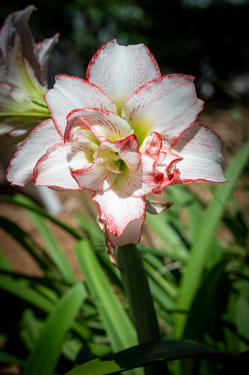 The amarylis are blooming at Selby.