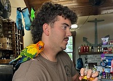 James Kleiner, who is working at Jiggs Landing for his grandmother, concession owner Denise Kleiner, made fast friends with Shiloh, the lost pet parrot.