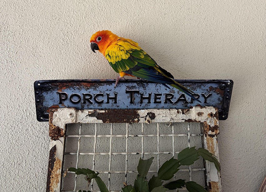 Shiloh made himself at home at the Kleiners' Tara home until the owner was found.