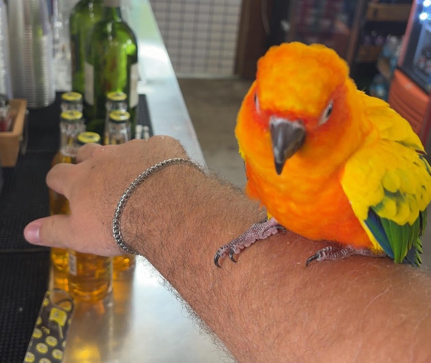 James Kleiner and his grandmother, Denise Kleiner, weren't sure they could find the owner of his lost pet parrot, so they named him mai tai.