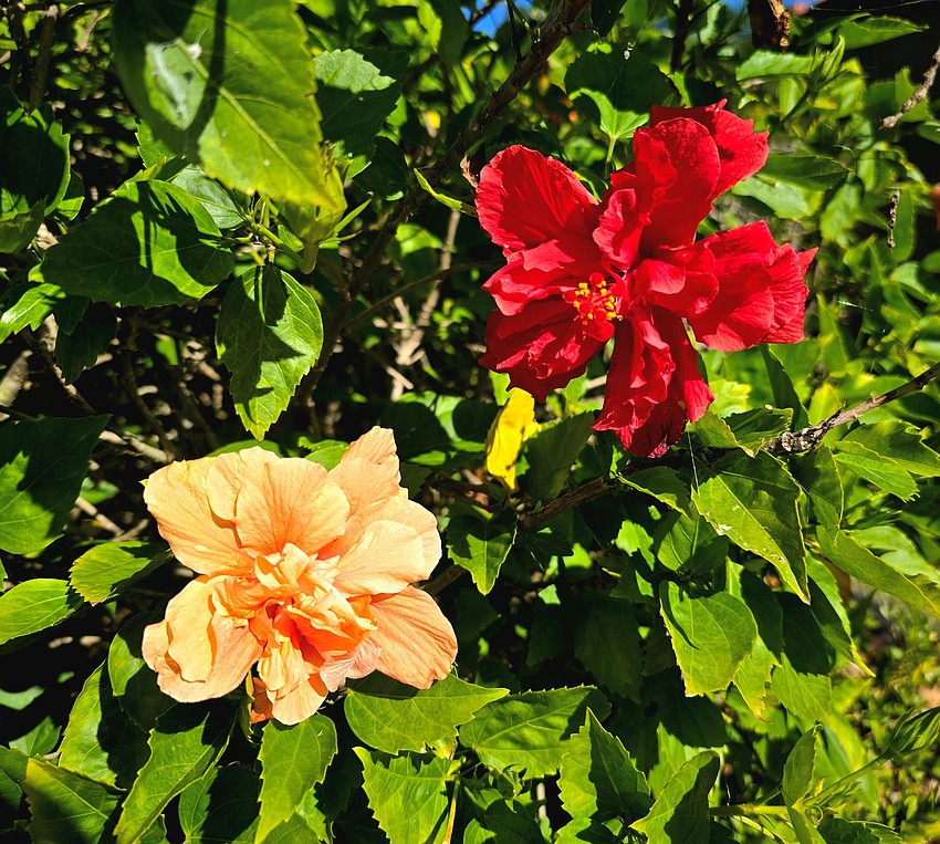 This photo of hibiscus in bloom came from Darlene and Mark Edelman’s yard in Riva Trace.
