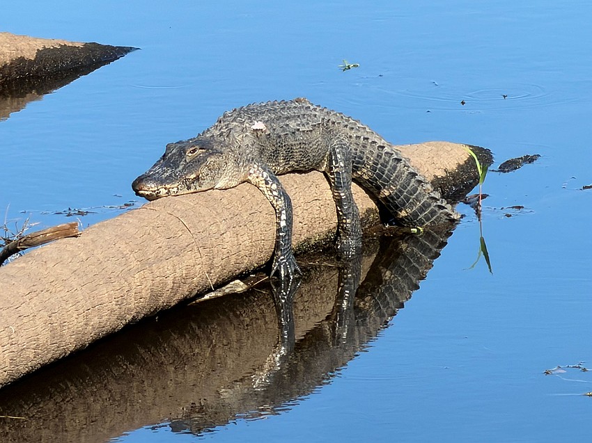 Anne Koss-Leland took this photo of an alligator sunning on a log in Myakka State Park.