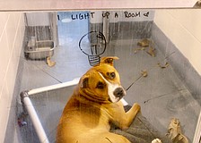 Longboaters met some of the current residents at the Humane Society of Longboat Key headquarters for the latest Off the Clock social on April 29, including Light. Light is a member of the "Hidden Gem Club" and promises to light up a room for his future adoptive family.