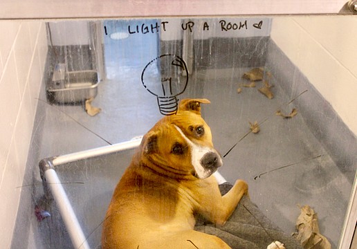 Longboaters met some of the current residents at the Humane Society of Longboat Key headquarters for the latest Off the Clock social on April 29, including Light. Light is a member of the "Hidden Gem Club" and promises to light up a room for his future adoptive family.